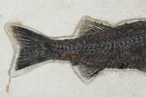 Uncommon Fish Fossil (Mioplosus) - Wyoming #179316-2